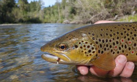 Best fly fishing at the Big Hole River
